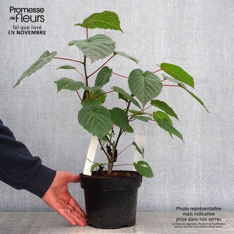 Spécimen de Arbre aux mouchoirs - Davidia involucrata var. vilmoriniana Pot de 3L/4L tel que livré en automne