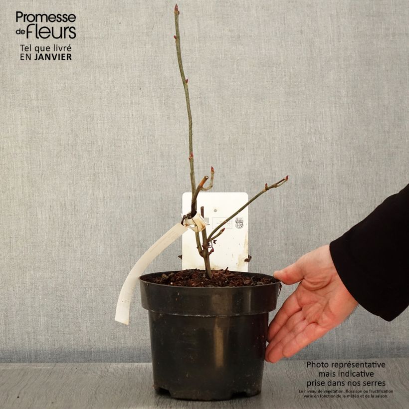 Spécimen de Arbre aux mouchoirs - Davidia involucrata var. vilmoriniana Pot de 3L/4L tel que livré en hiver