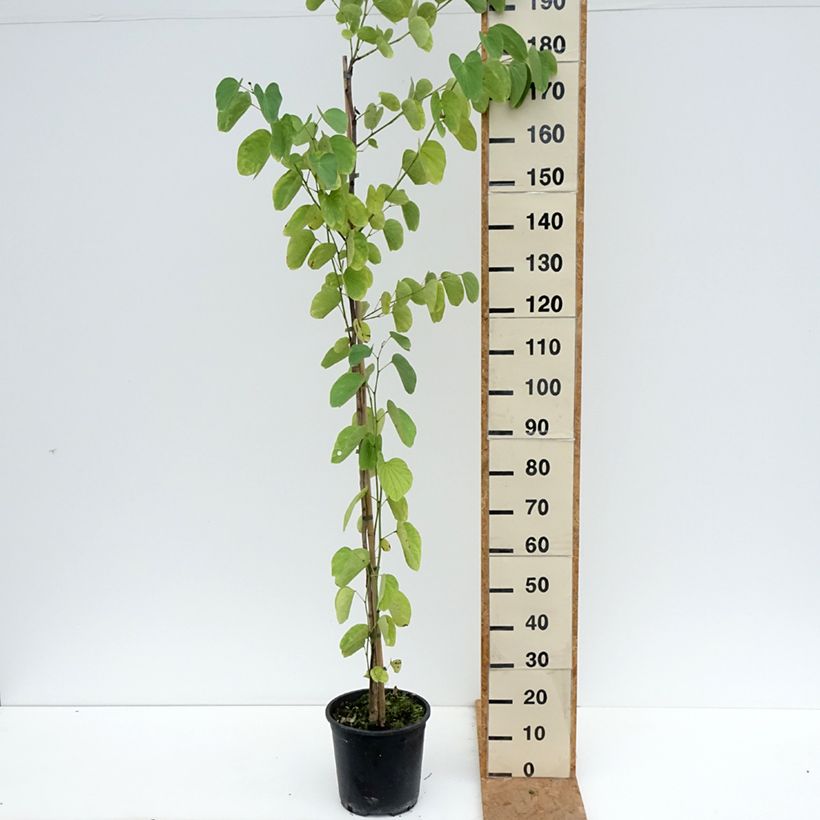 Spécimen de Arbre aux orchidées - Bauhinia purpurea Pot de 7,5L/10L tel que livré en automne