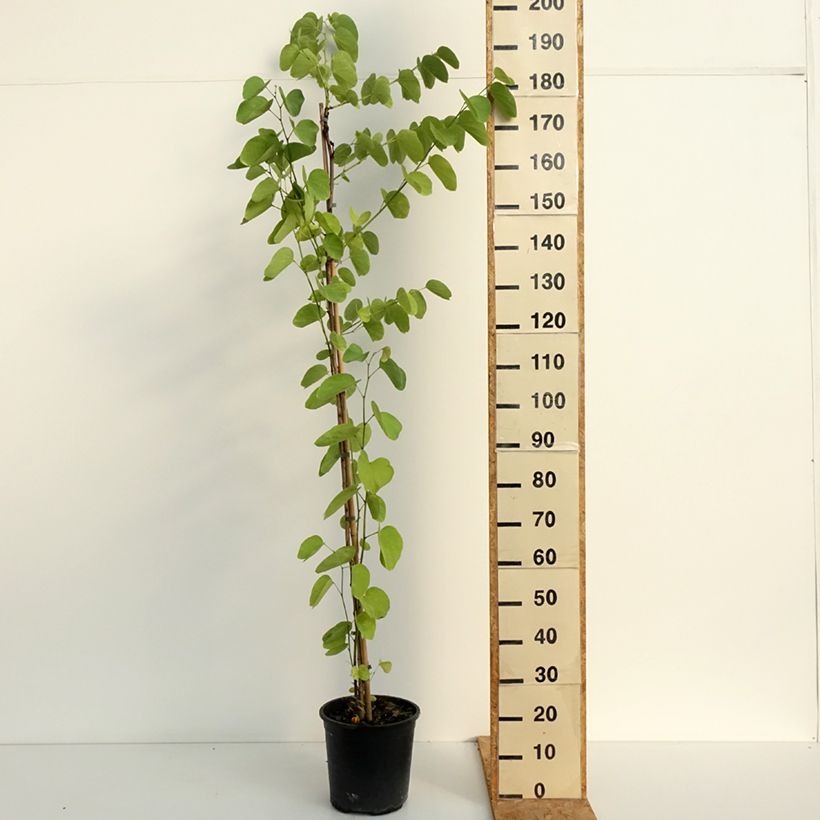 Spécimen de Arbre aux orchidées - Bauhinia purpurea Pot de 7,5L/10L tel que livré en été