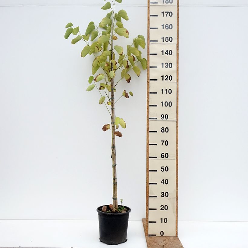 Spécimen de Arbre aux orchidées - Bauhinia purpurea Pot de 7,5L/10L tel que livré en hiver