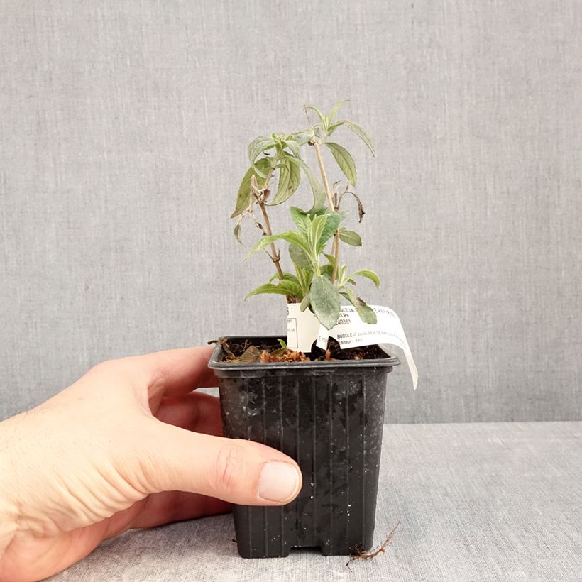 Spécimen de Arbre aux papillons Rêve de Papillon Red Godet de 8/9 cm tel que livré en hiver