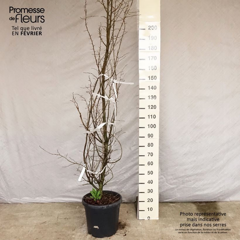 Spécimen de Arbre de fer - Parrotia persica Pot de 30L/35L tel que livré en hiver