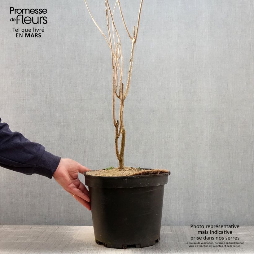 Spécimen de Arbre de la chance - Clerodendrum trichotomum, clérodendron Pot de 7,5L/10L tel que livré au printemps