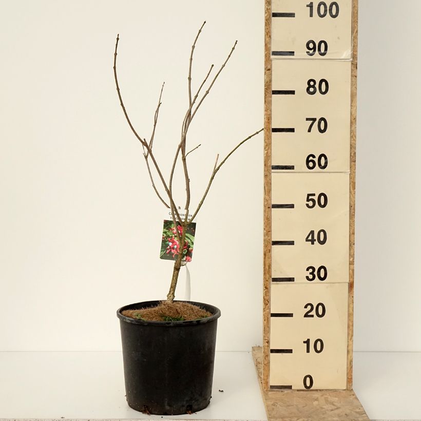 Spécimen de Arbre de la chance - Clerodendrum trichotomum, clérodendron Pot de 7,5L/10L tel que livré en hiver