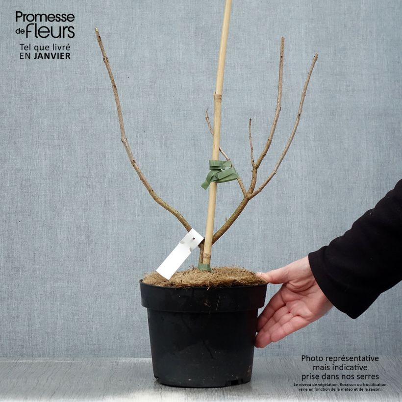 Spécimen de Arbre de la chance - Clerodendrum trichotomum, clérodendron Pot de 3L/4L tel que livré en hiver