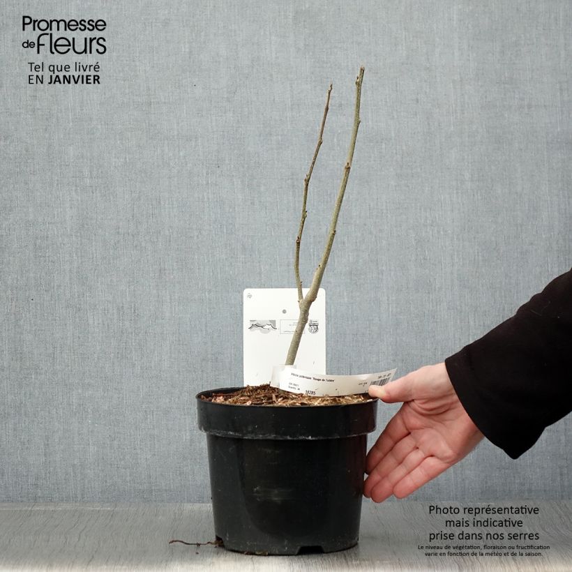 Spécimen de Albizia julibrissin Rouge de Tuilière - Arbre à soie Pot de 3L/4L tel que livré en hiver