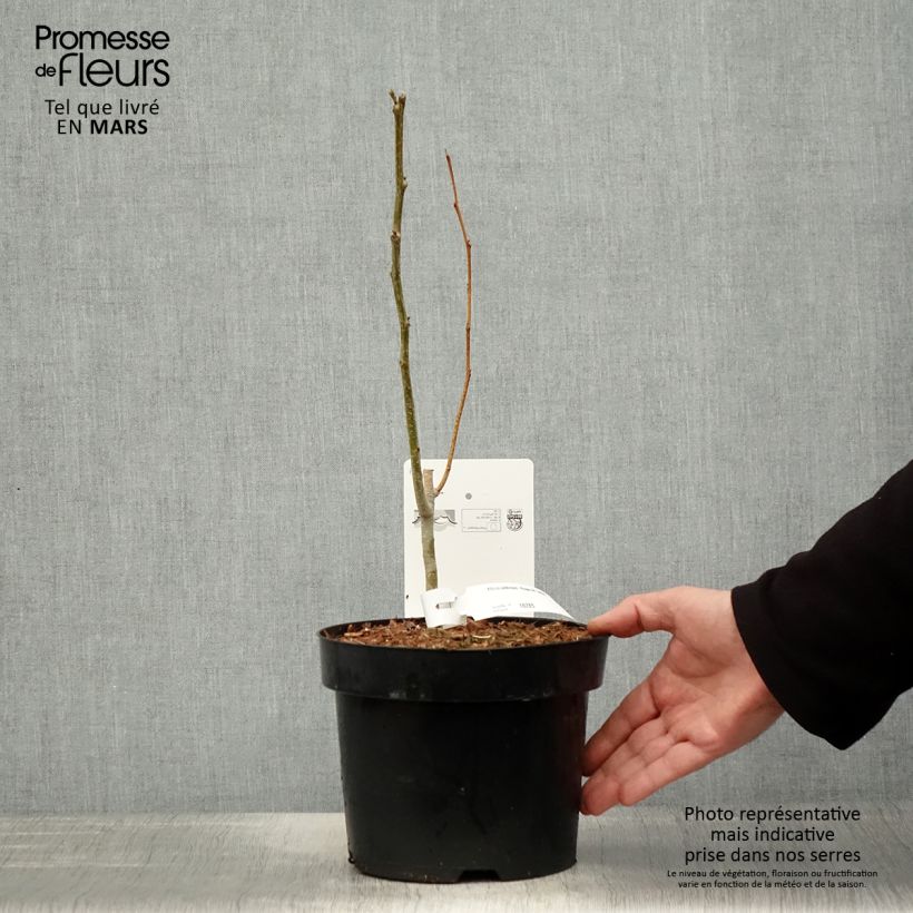 Spécimen de Albizia julibrissin Rouge de Tuilière - Arbre à soie Pot de 3L/4L tel que livré au printemps