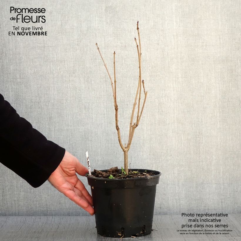 Spécimen de Arbre du clergé Fargesii - Clerodendrum trichotomum Fargesii Pot de 2L/3L tel que livré en automne