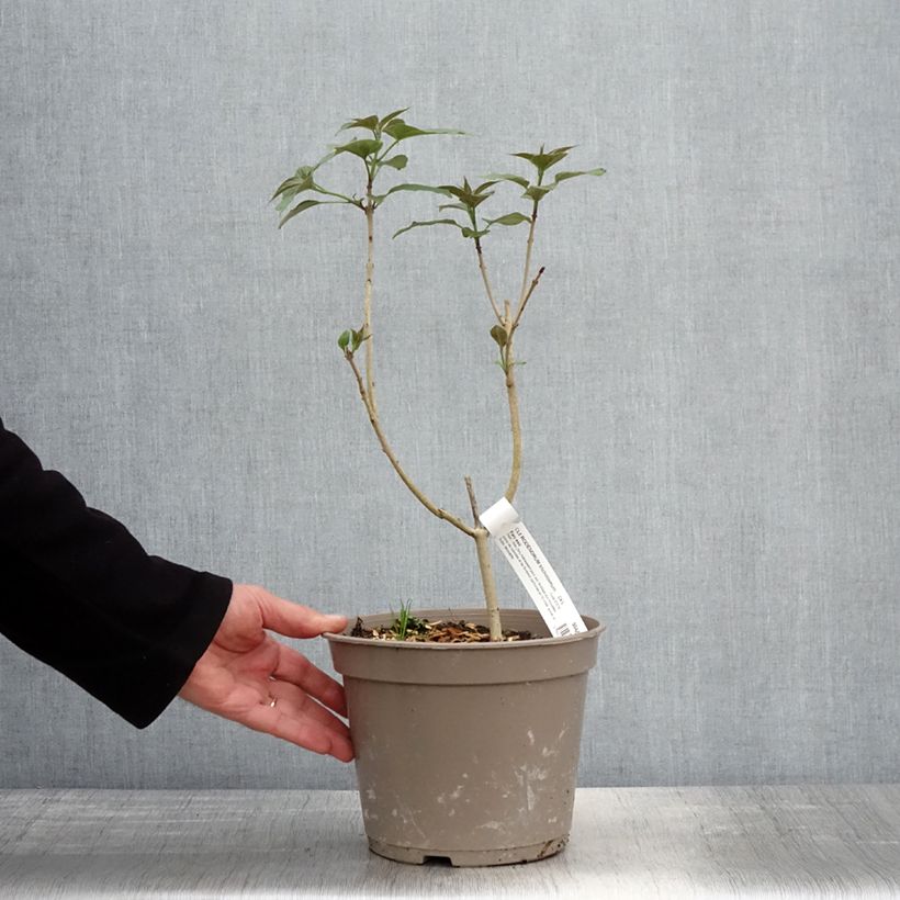 Clerodendro Fargesii - Clerodendrum trichotomum Vaso da 3L/4L esemplare consegnato in primavera