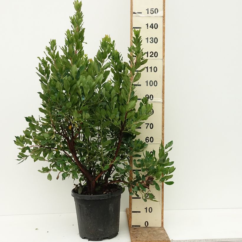 Spécimen de Arbutus unedo - Arbousier Pot de 18L/20L tel que livré en été