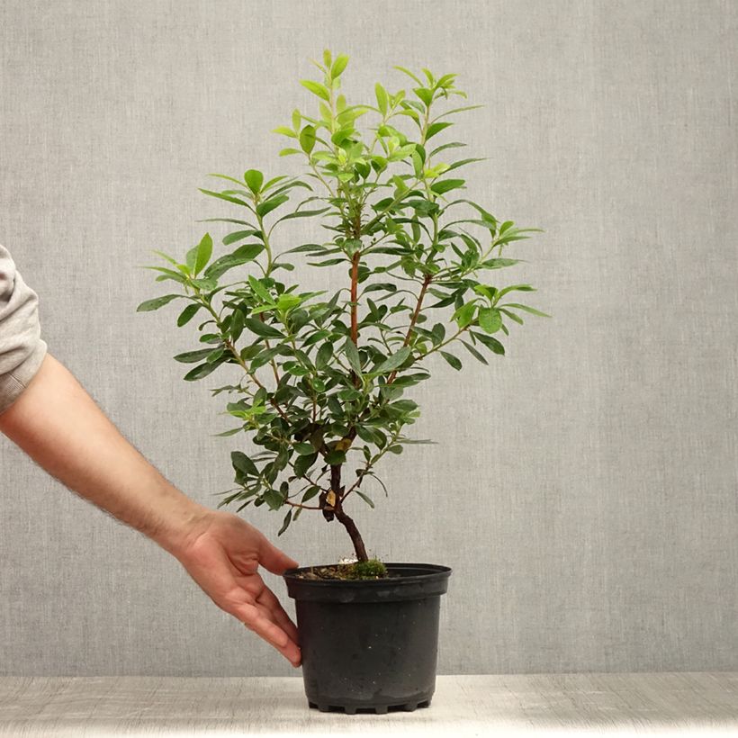 Spécimen de Arbutus unedo Compacta - Arbousier Pot de 2L/3L tel que livré en été