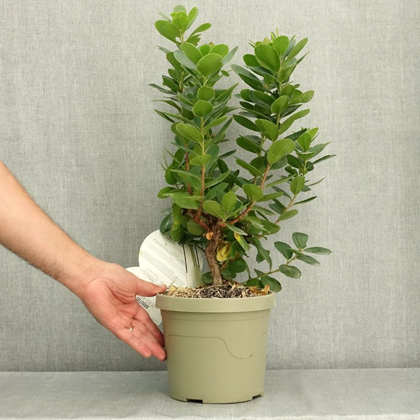 Spécimen de Arbutus unedo Peace and Love - Arbousier Pot de 2L/3L tel que livré en été
