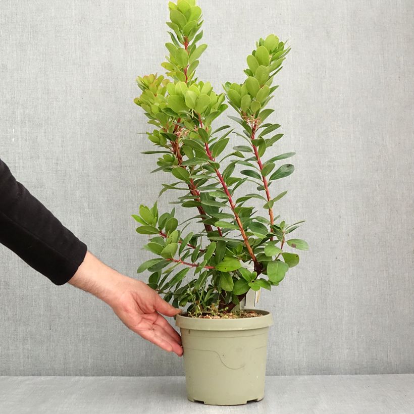 Spécimen de Arbutus unedo Peace and Love - Arbousier Pot de 3L/4L tel que livré en automne