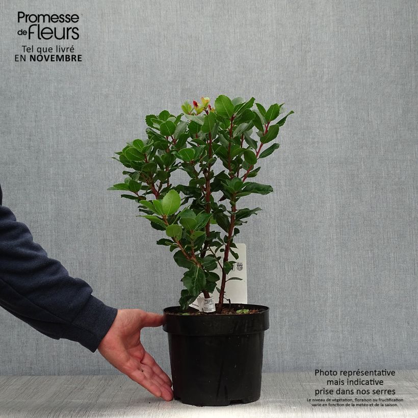 Spécimen de Arbutus unedo Rubra - Arbousier Pot de 3L/4L tel que livré en automne