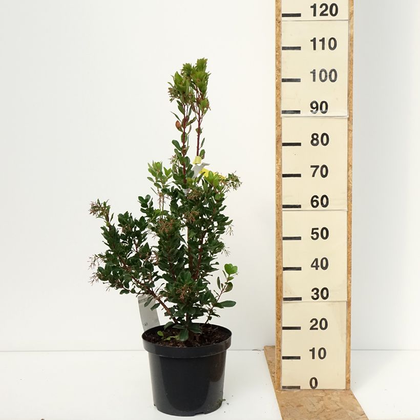 Spécimen de Arbutus unedo Rubra - Arbousier Pot de 7,5L/10L tel que livré en automne