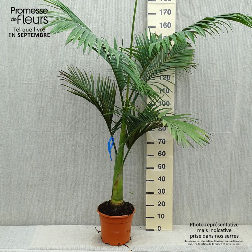 Spécimen de Archontophoenix alexandrae - Palmier royal d'Alexandra Pot de 7,5L/10L tel que livré en automne