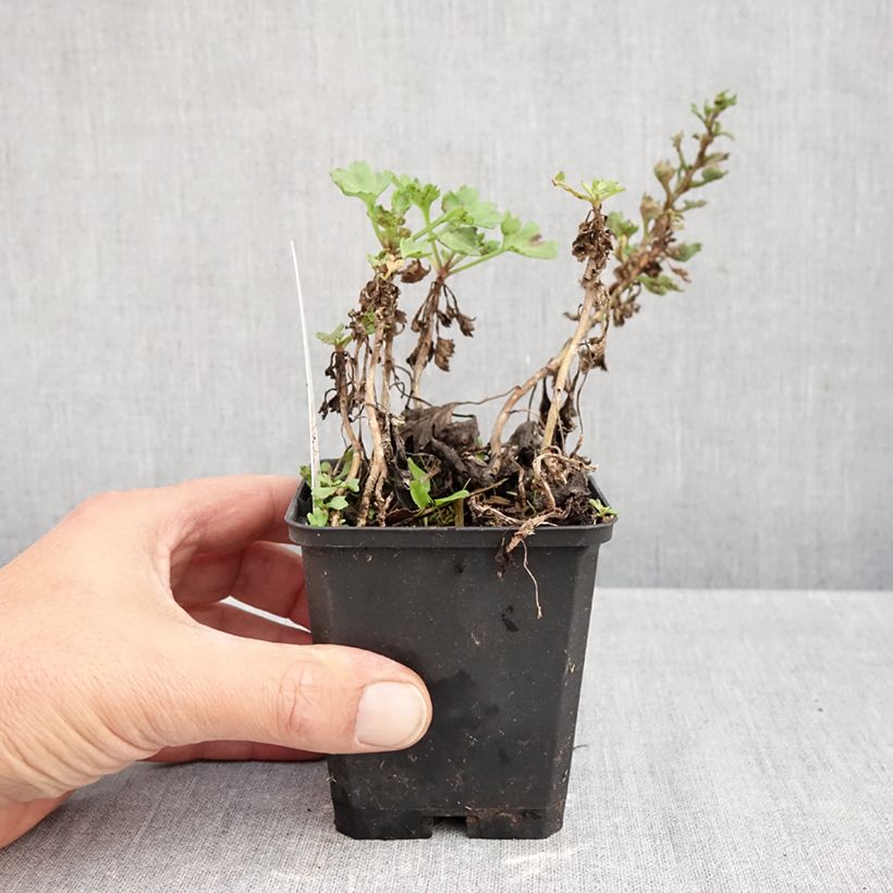 Spécimen de Arctanthemum arcticum - Chrysanthème de l'arctique Godet de 8/9 cm tel que livré en automne