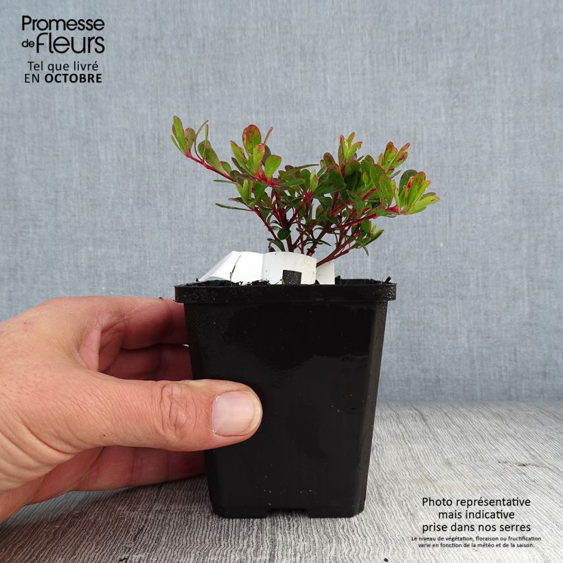 Spécimen de Arctostaphylos uva-ursi - Raisin d'ours Godet de 8/9 cm tel que livré en automne
