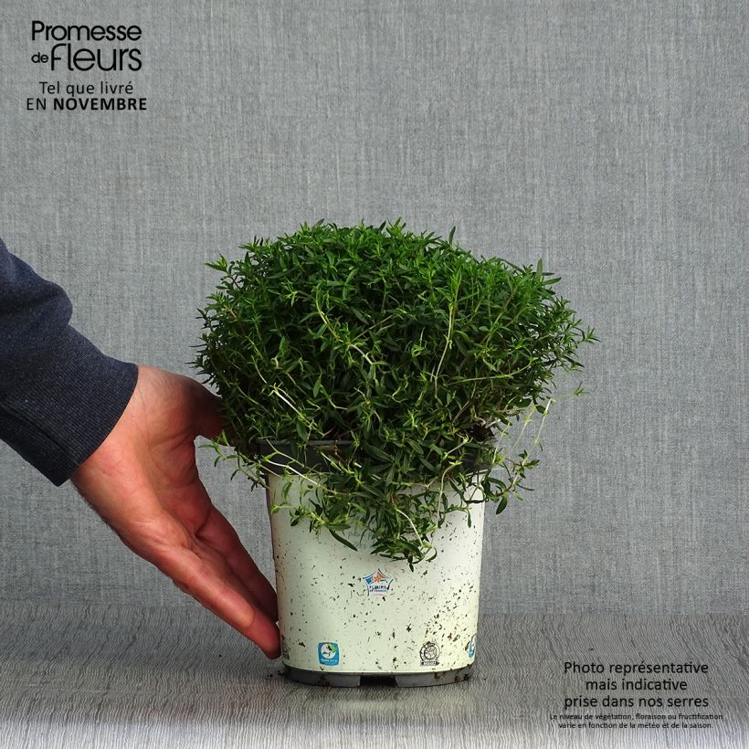 Spécimen de Arenaria montana - Sabline des Montagnes Pot de 2L/3L tel que livré en automne