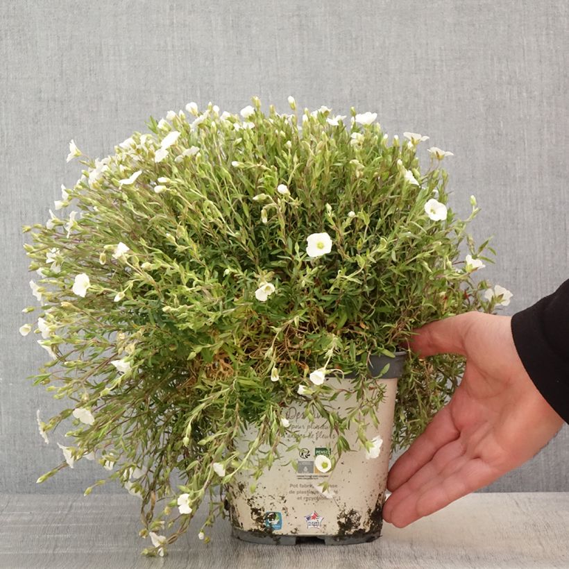 Spécimen de Arenaria montana - Sabline des Montagnes Pot de 2L/3L tel que livré au printemps