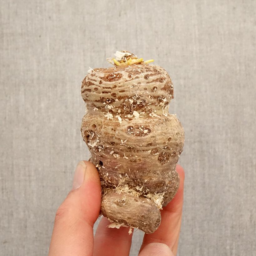 Spécimen de Arisaema speciosum Bulbe, Calibre I tel que livré au printemps