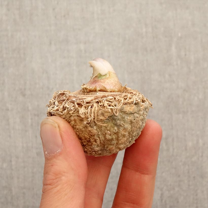 Spécimen de Arisaema tortuosum - Plante cobra Bulbe, Calibre I tel que livré au printemps