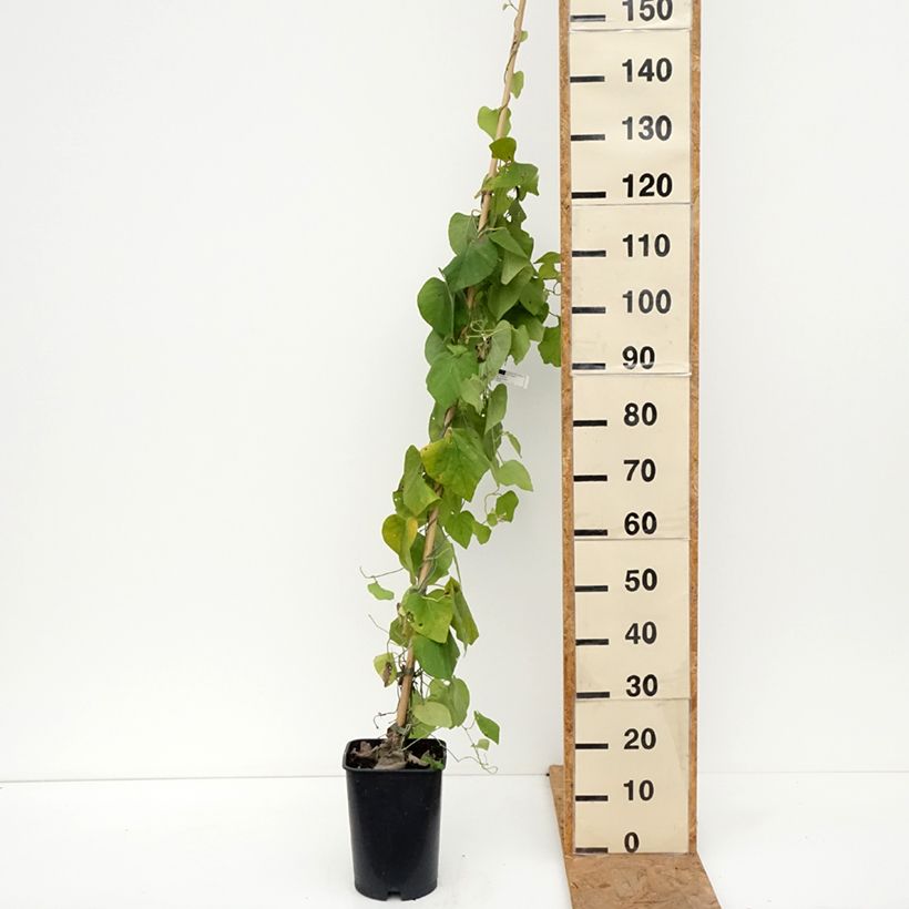 Spécimen de Aristoloche - Aristolochia macrophylla (durior) Pot de 6L/7L tel que livré en automne