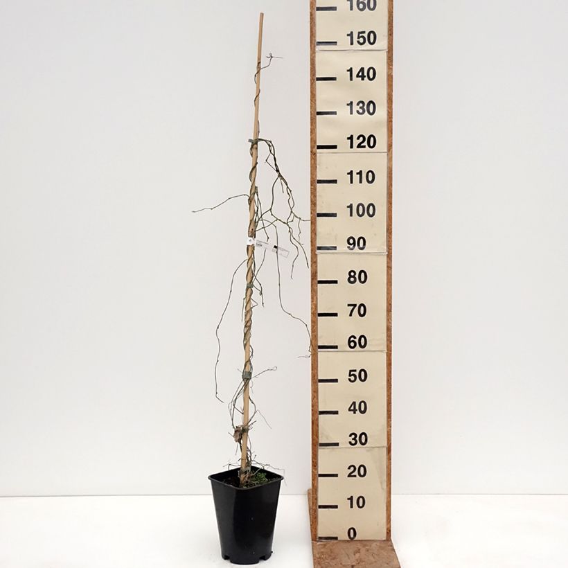 Aristolochia macrophylla - Aristoloquia Maceta 6L/7L Ejemplar entregado en invierno