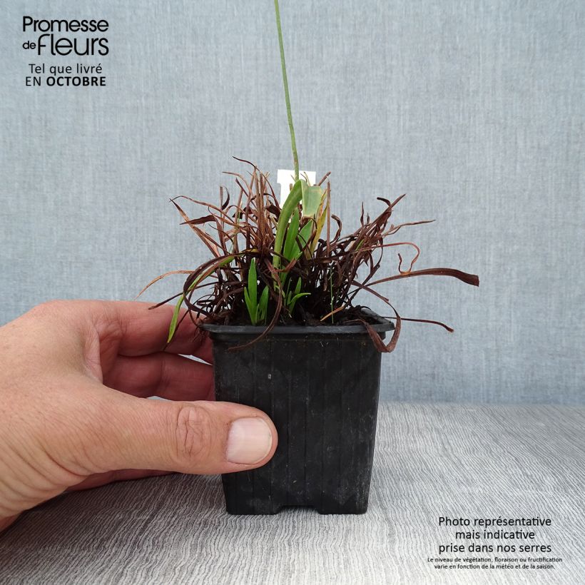 Spécimen de Armeria pseudarmeria Ballerina Red - Gazon d'Espagne. Godet de 8/9 cm tel que livré en automne