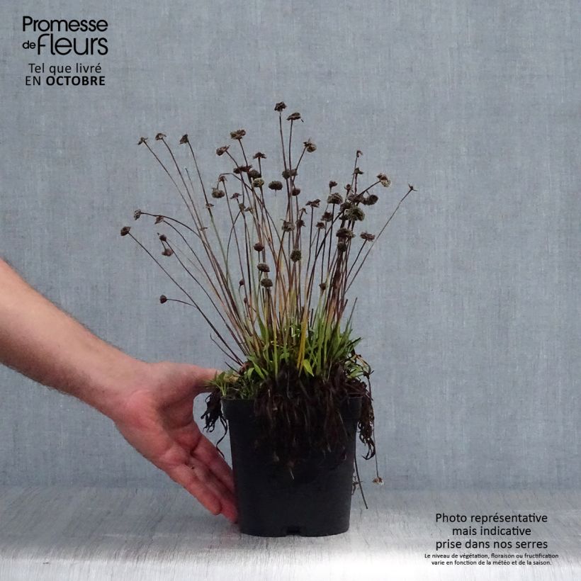 Spécimen de Armeria pseudarmeria Ballerina Red - Gazon d'Espagne. Pot de 2L/3L tel que livré en automne
