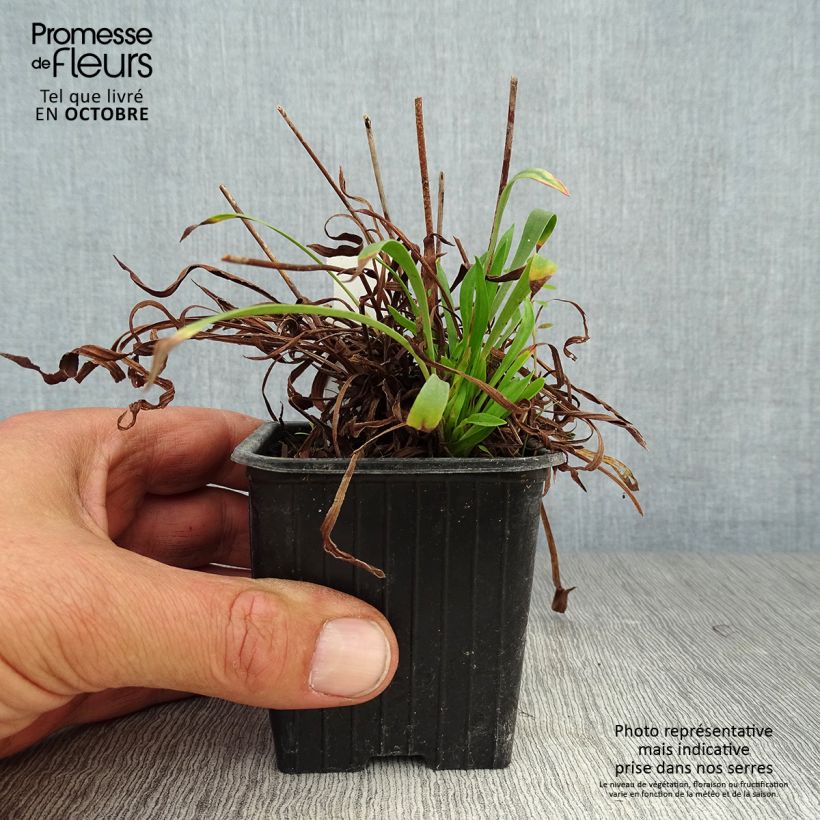 Spécimen de Armeria pseudarmeria Ballerina White - Gazon d'Espagne Godet de 8/9 cm tel que livré en automne