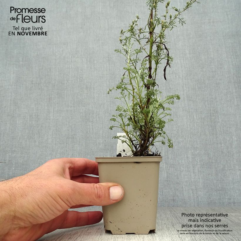 Spécimen de Armoise - Artemisia arborescens Little Mice Godet de 8/9 cm tel que livré en automne