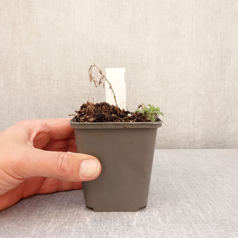 Spécimen de Armoise, Artemisia pontica Godet de 8/9 cm tel que livré au printemps