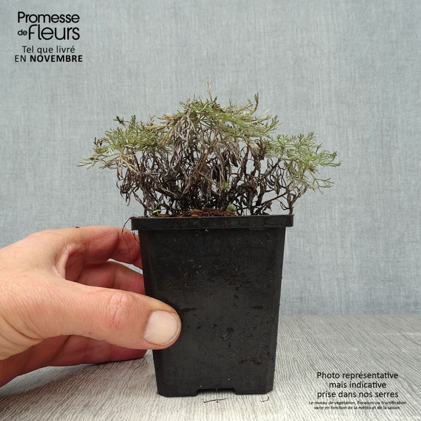 Spécimen de Armoise - Artemisia schmidtiana Nana Godet de 8/9 cm tel que livré en automne