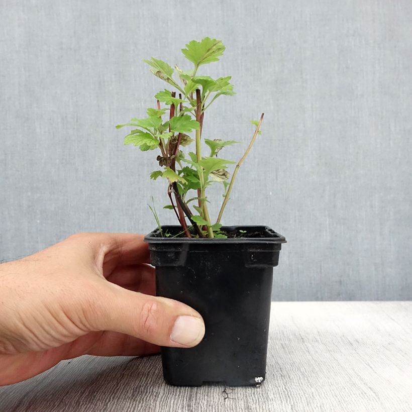 Spécimen de Armoise - Artemisia vulgaris BIO - Herbe de feu Godet de 7/8 cm tel que livré en automne