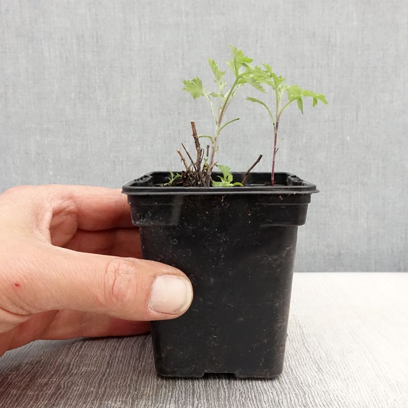 Artemisa BIO - Artemisia vulgaris Maceta de 7/8 cm Ejemplar entregado en la primavera