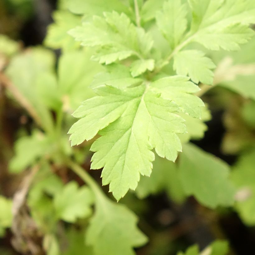 Armoise - Artemisia vulgaris BIO - Herbe de feu (Feuillage)