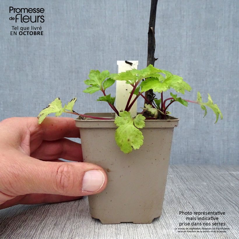 Spécimen de Armoise chinoise Jim Russel - Artemisia lactiflora Godet de 8/9 cm tel que livré en automne