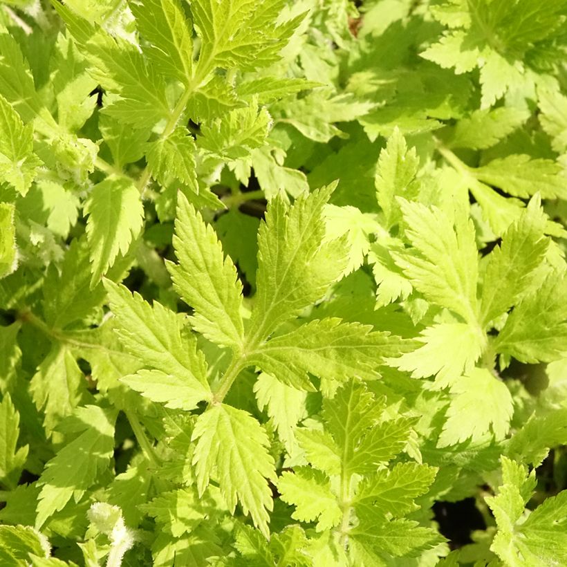 Armoise chinoise Jim Russel - Artemisia lactiflora (Feuillage)