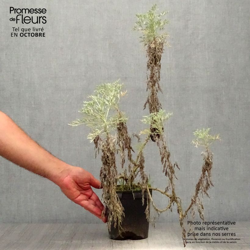 Spécimen de Armoise Powis Castle - Artemisia Brass Band Pot de 2L/3L tel que livré en automne