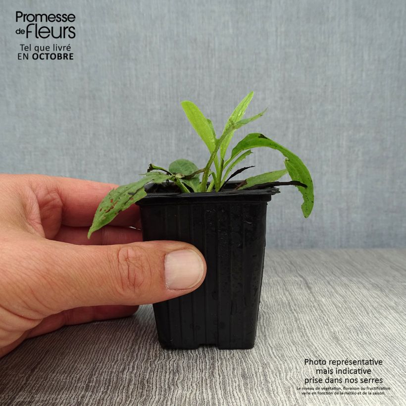 Spécimen de Arnica montana - Plantain des Alpes Godet de 8/9 cm tel que livré en automne