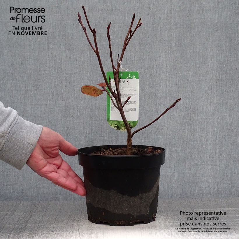 Spécimen de Aronia arbutifolia Brilliant Pot de 2L/3L tel que livré en automne