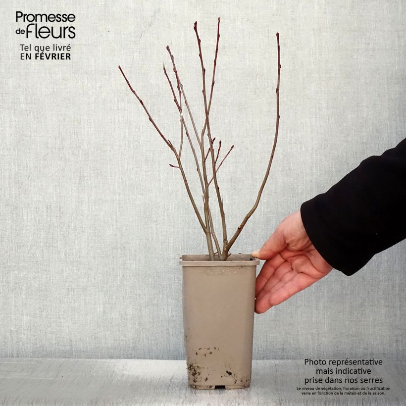 Spécimen de Aronia Lowberry Little Helpers Pot de 1,5L/2L tel que livré en hiver