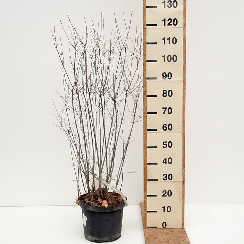 Spécimen de Aronia melanocarpa Professor Ed - Aronie à fruits noirs Pot de 7,5L/10L tel que livré en automne