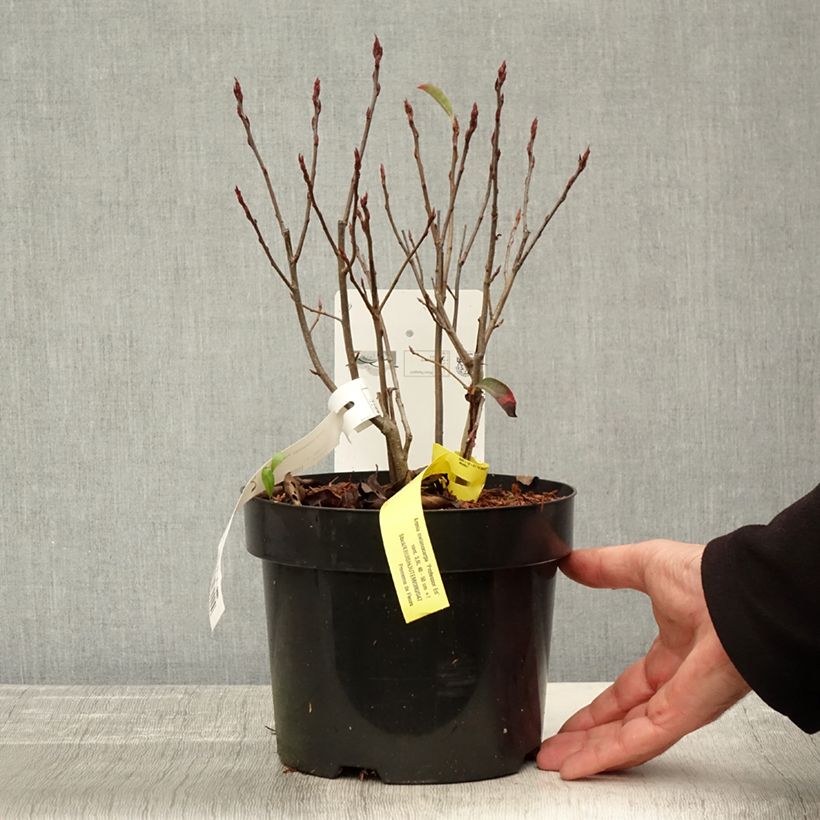 Spécimen de Aronia melanocarpa Professor Ed - Aronie à fruits noirs Pot de 2L/3L tel que livré en automne