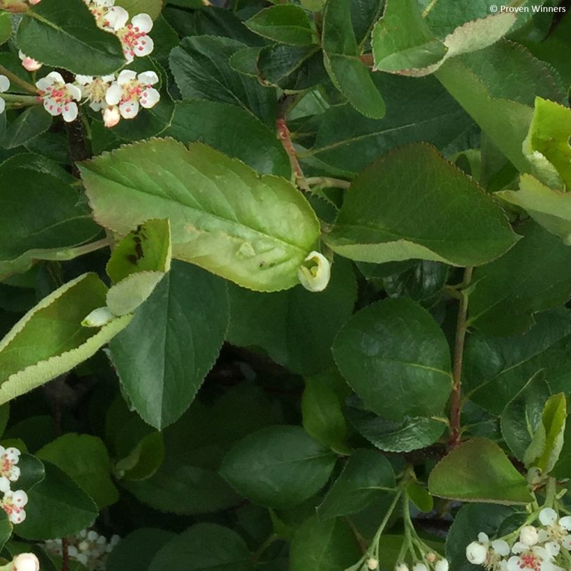 Aronia melanocarpa Revontuli Hedger - Aronie à fruits noirs (Feuillage)
