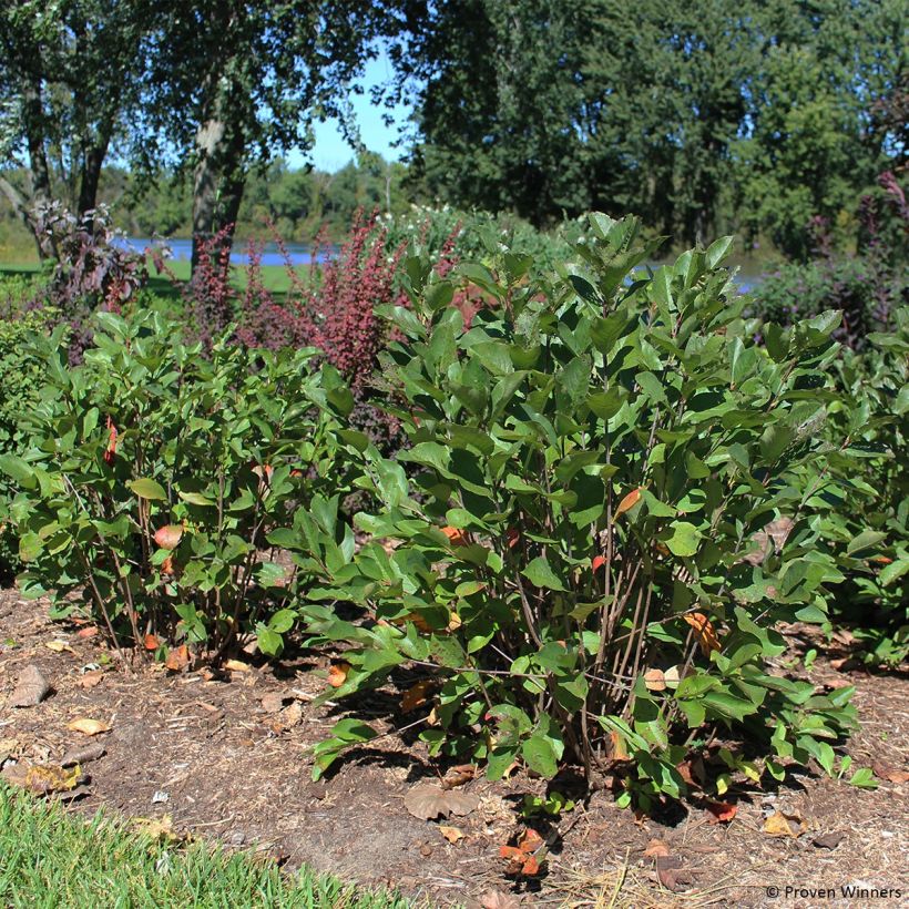 Aronia melanocarpa Revontuli Hedger - Aronie à fruits noirs (Port)