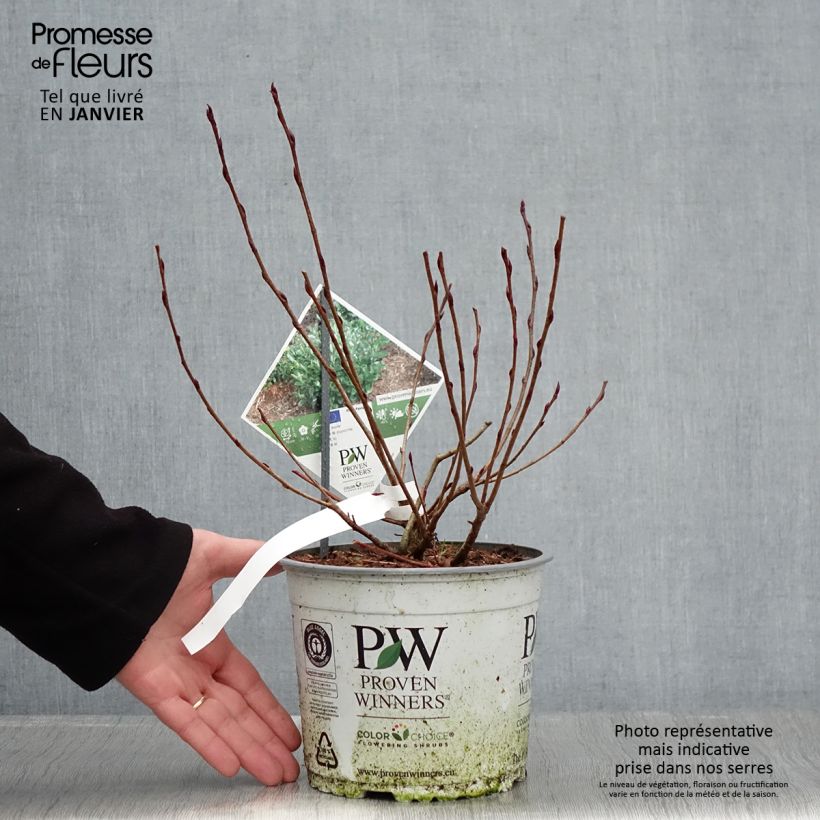 Spécimen de Aronia melanocarpa Revontuli Mound - Aronie à fruits noirs Pot de 3L/4L tel que livré en hiver