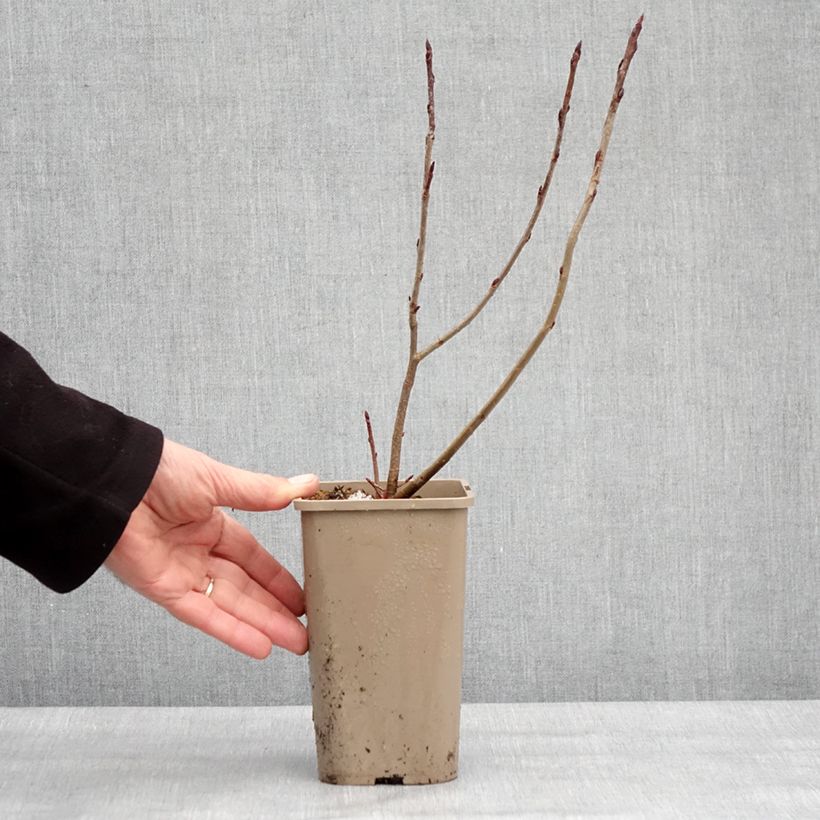 Spécimen de Aronia x prunifolia Rubina - Aronie à feuille de prunier Pot de 1,5L/2L, Touffe tel que livré en hiver